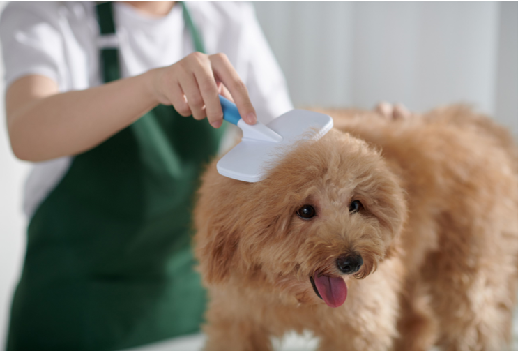 Why You Should Brush Your Dog and How Often to Do It